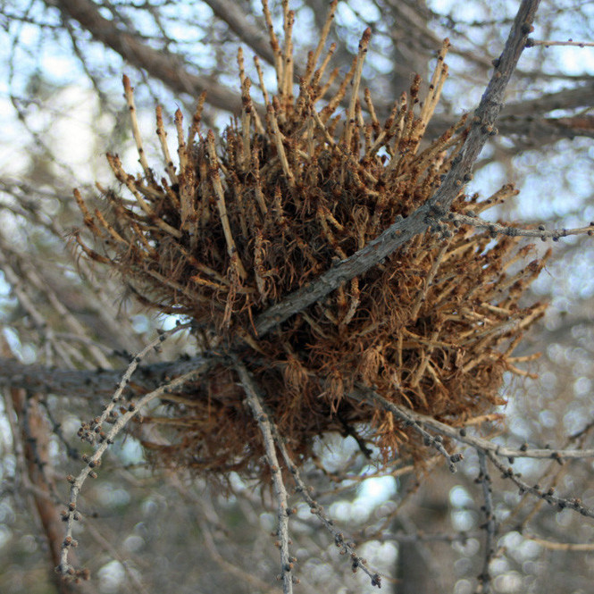 Greinaþyrping á lerkitré, líklega sjúkdómur