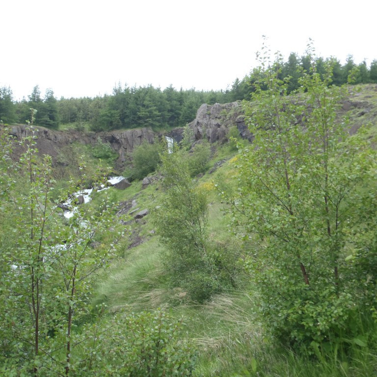 Mikill gróður er í gilinu.