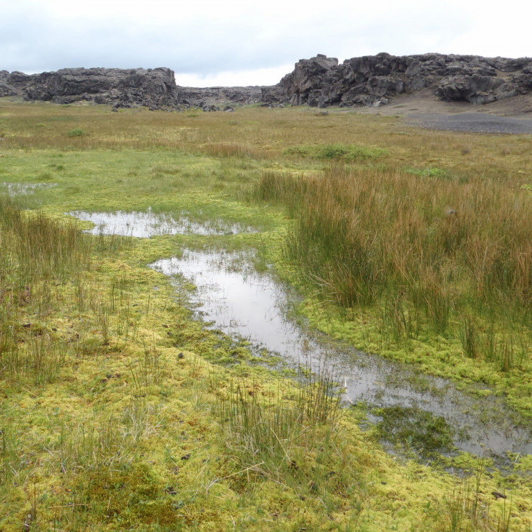 Gróður í stað auðnar.