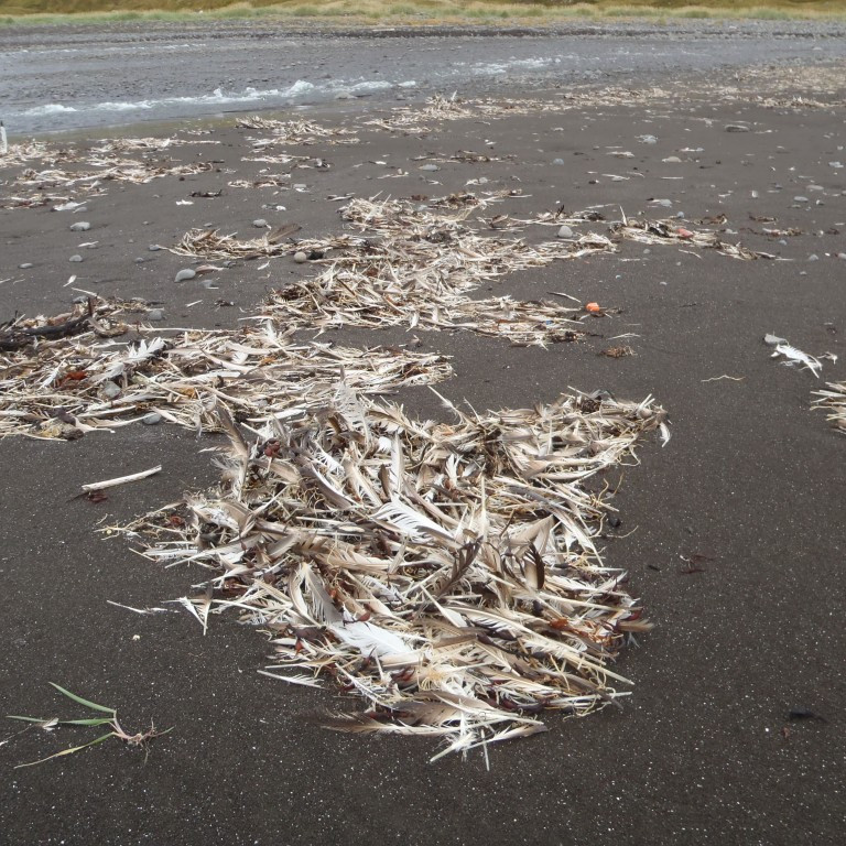 Mikið magn af fjöðrum