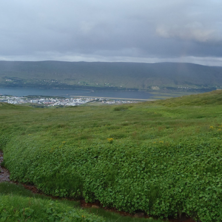 Gróðurinn dafnar vel