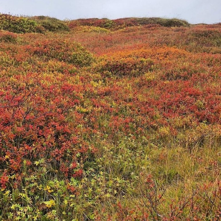 Haustlitirnir skörtuðu sínu fegursta.