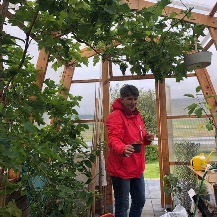 Anna í flotta gróðurhúsinu á Reykhúsum.
