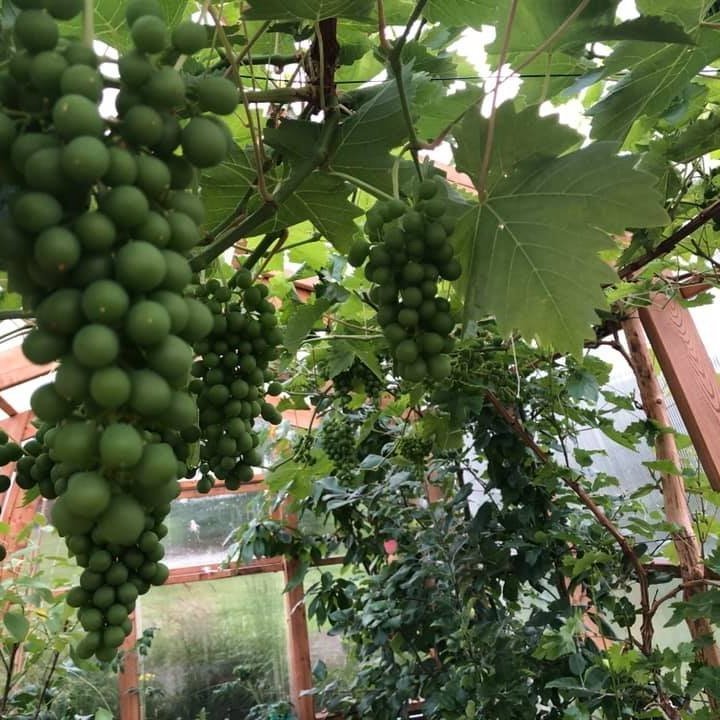 Vínberjaklasar í haugum!