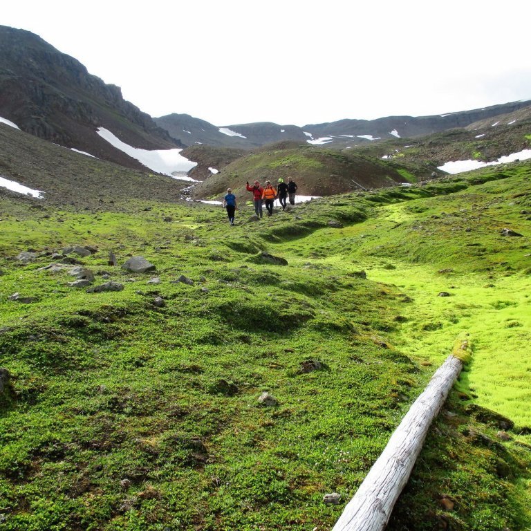 Aldraður og mosavaxinn símastaur.