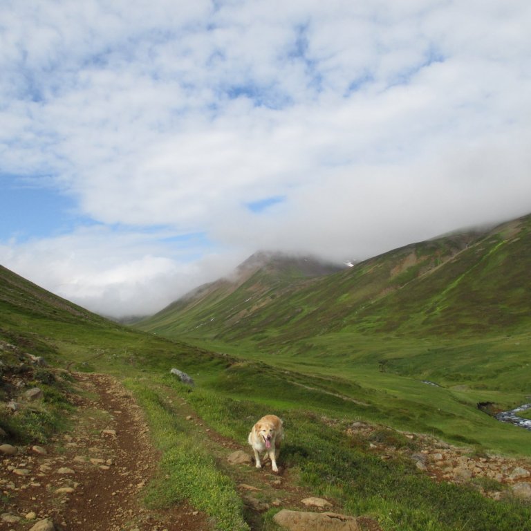 Lotta að skottast. Horft fram Böggvisstaðadal og þokunni að létta.