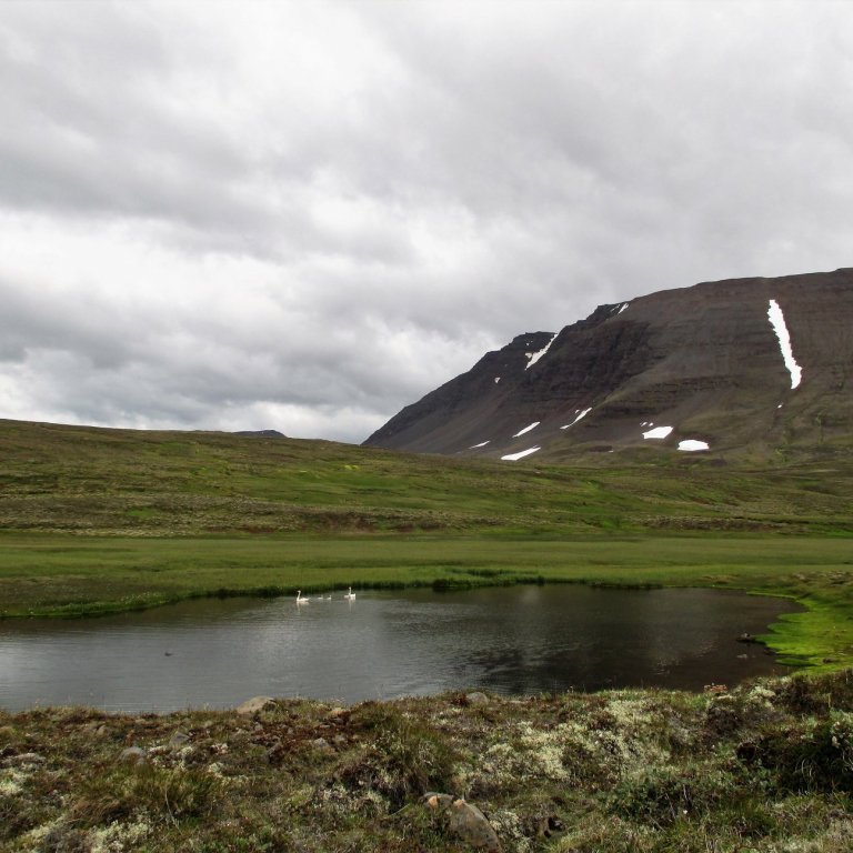 Álftapar með þrjá unga. Yfir rís Grjótárhnjúkur.