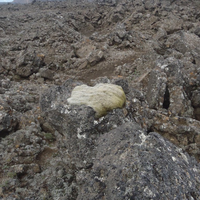 p7290145