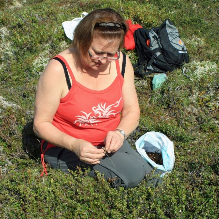 Gott er að hreinsa mestu óhreinindin úr fjallagrösunum áður en þau fara í pokann.