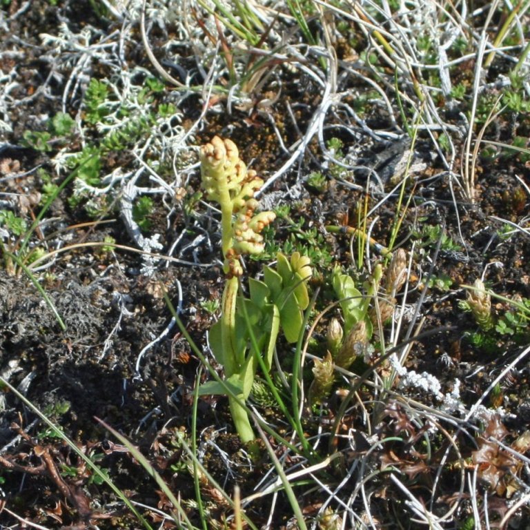 Tungljurt við Skjöldugötuna stutt austan við Austara-Dragið.