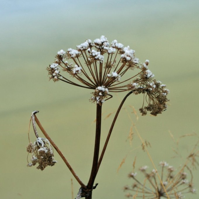 Hvannarnjóli í vetrarbúningi við Eyjafjarðará.