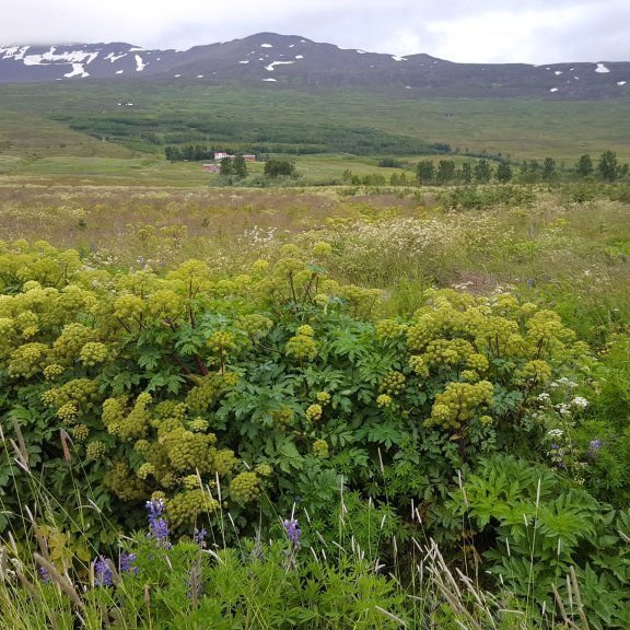 Allt í blóma og hvönnin einstaklega falleg á þessum árstíma.