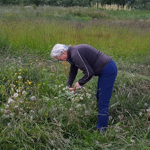 Helga fór út að týna jrutir svo hún gæti boðið upp á aðra tegund af te.