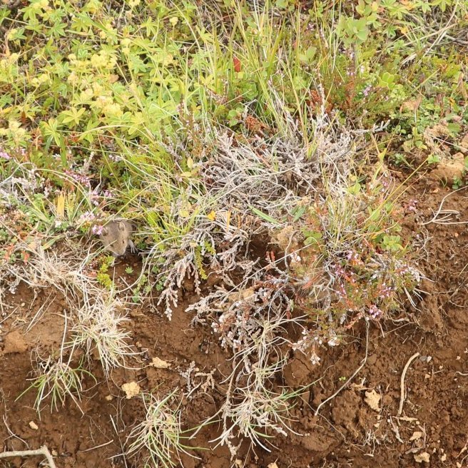 Lítill músarungi varð á vegi okkar.