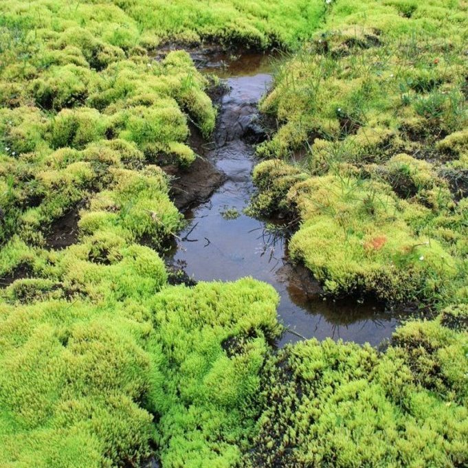 Lindin tær. Dýjamosinn tryggir gæði drykkjarvatnsins.