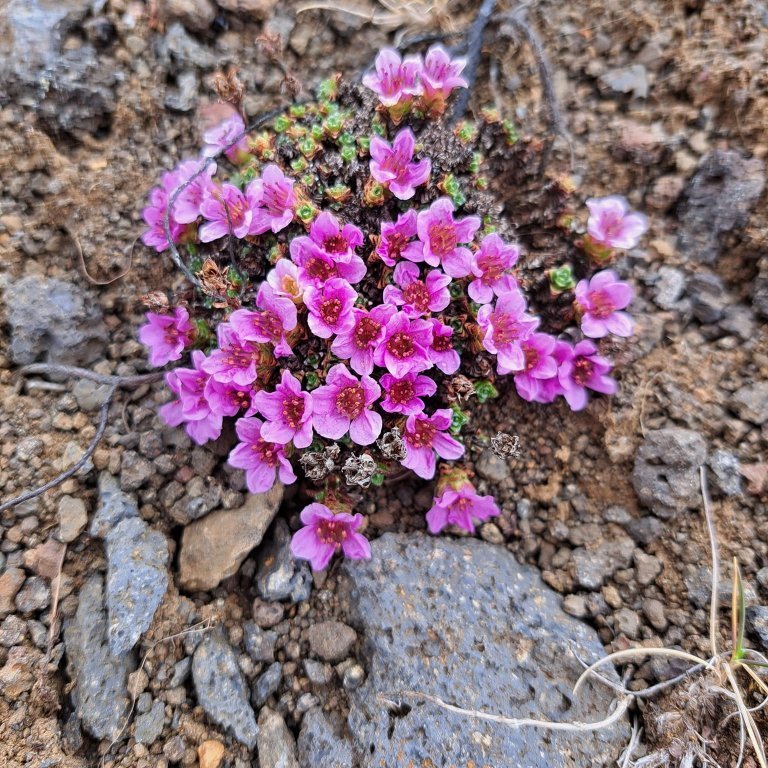 Í Leyningshólum. Mynd ÞÞ