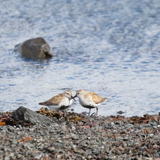 346101581_573620828216399_5541956591897909362_n_resize