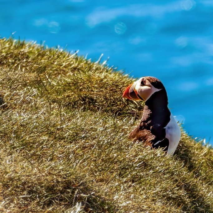 sigurgeir-har-11_resize