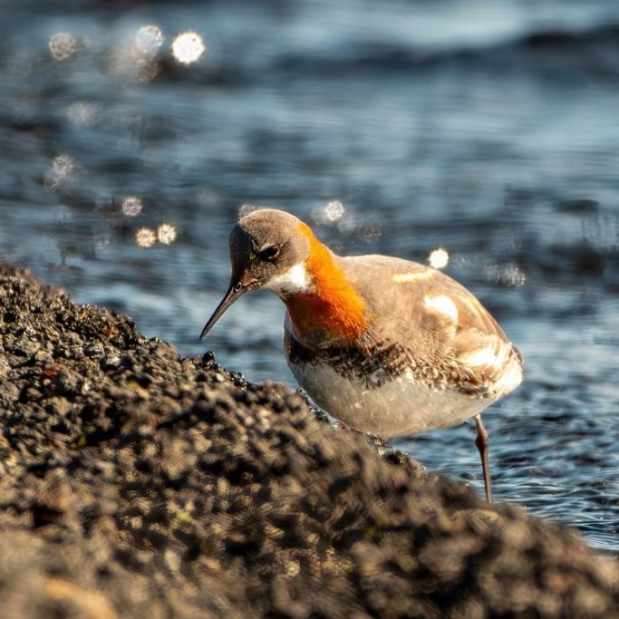 sigurgeir-har-2_resize