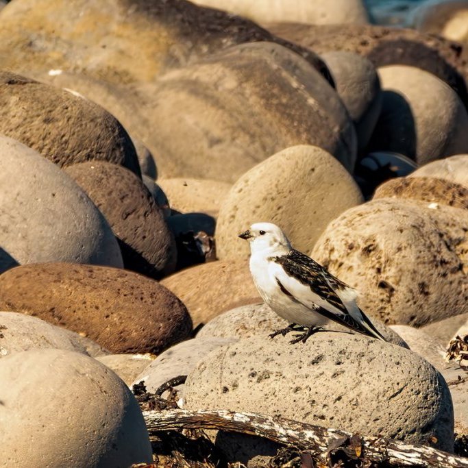 sigurgeir-har-5_resize