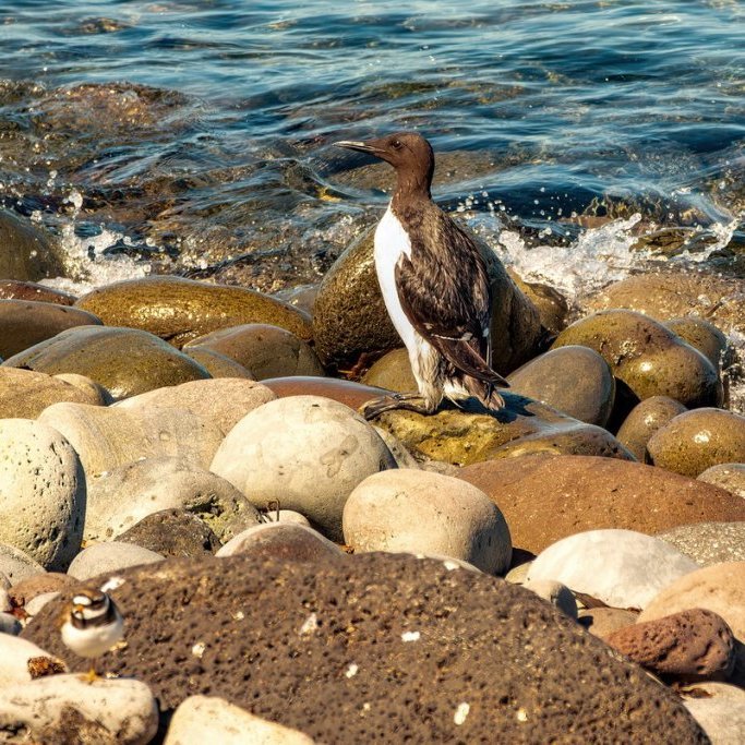 sigurgeir-har-6_resize