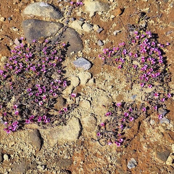 Foldarskart. Vetrarblómin glöddu augað.