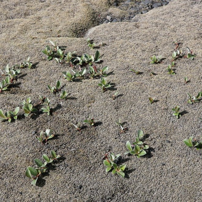 Grávíðir (tré öræfanna!) að gægjast upp úr mosaþembu.