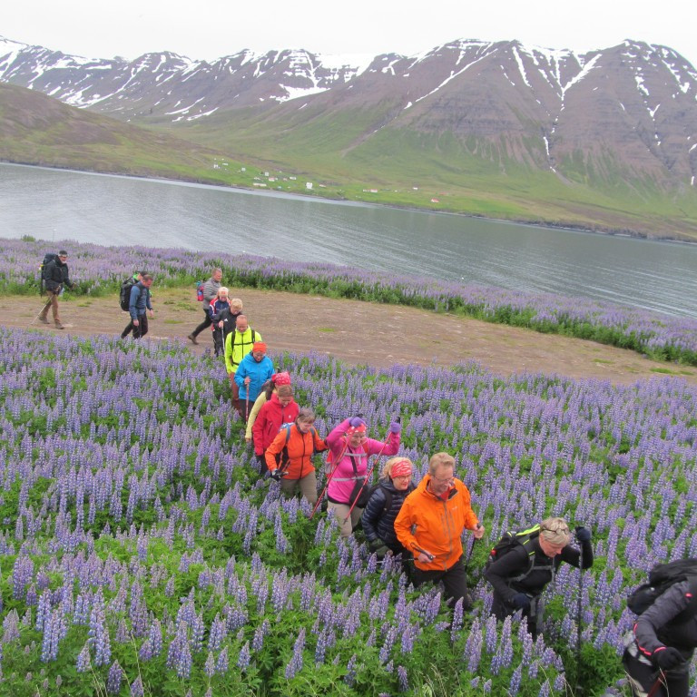Gengið í gegnum Lúpínubreiðu. Kleifar í baksýn