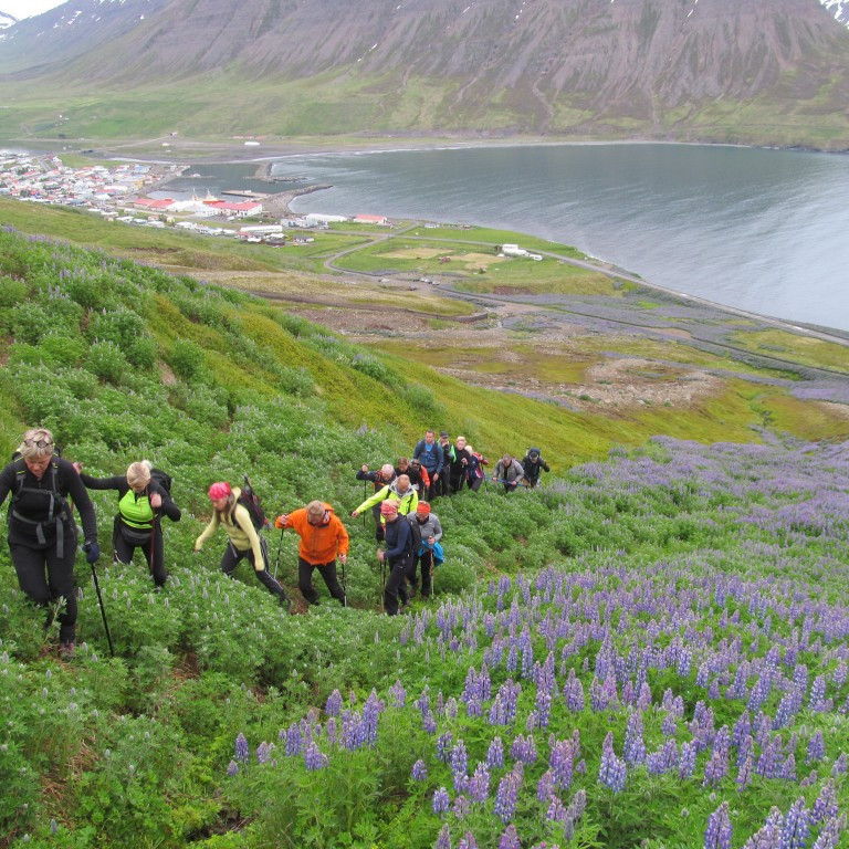 Gengið upp Lúpínubrekkuna.