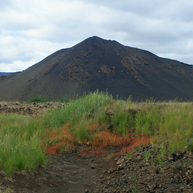 Hundasúra (rauðbrún), melgresi og Austari-Skógarmannafjöll.