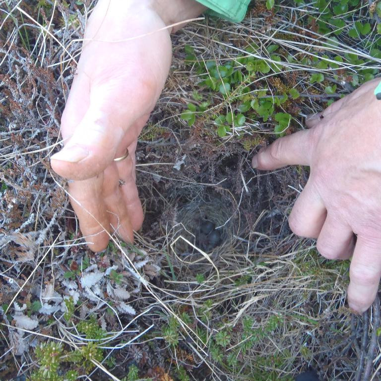 Þúfutittlingshreiður