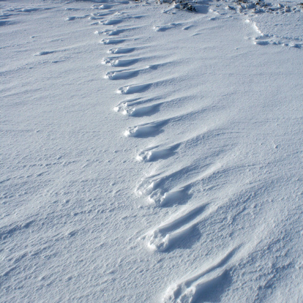 Harðsporar eftir tófu við Kálfborgará