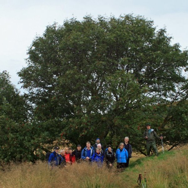 Vestan tófta bæjarins í Glaumbæjarseli stendur enn risavaxið reynitré