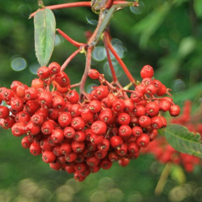 Girnilegur reyniberjaklasi í Glaumbæjarseli