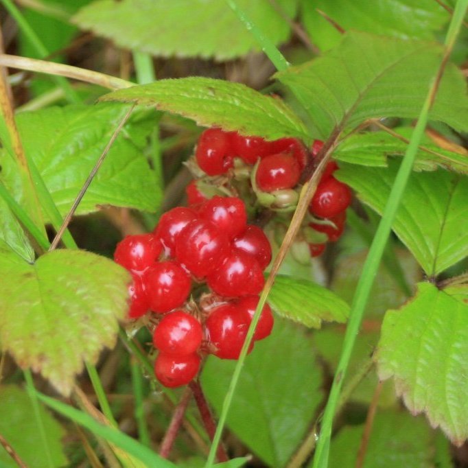 Í Fossselsskógi var gnægð þroskaðra hrútaberja
