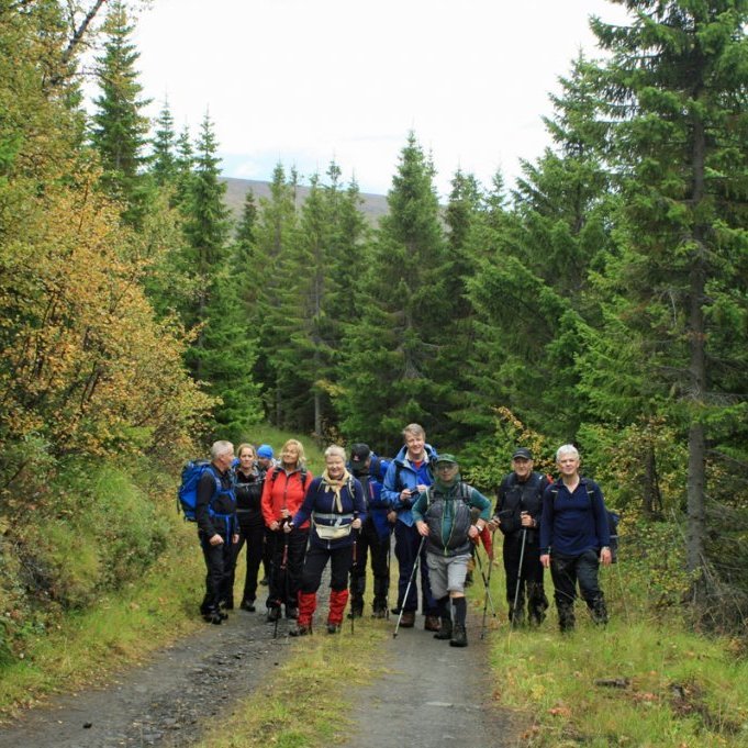 Stórvaxin barrtré neðarlega í Fossselsskógi