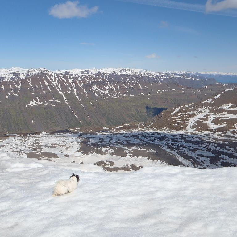 Komin upp Máni virðir fyrir sér útsýnið