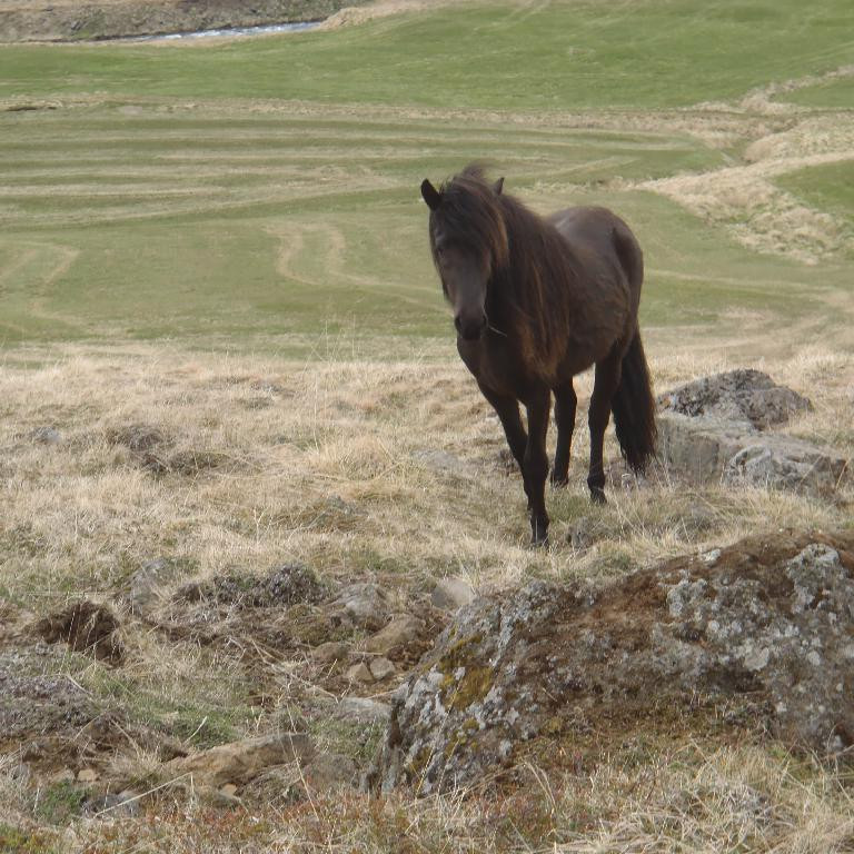 En svo kom girðingin