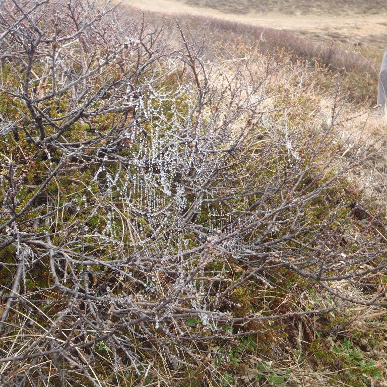 Ef vel er að gáð er hér dögg á kóngulógarvef