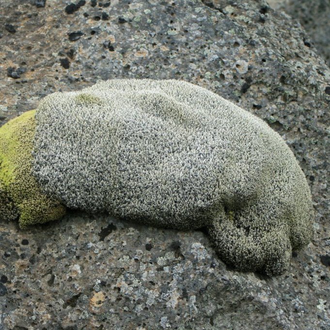 Mosaþúfa (eða selkópur) í Miðdal Kreppulinda