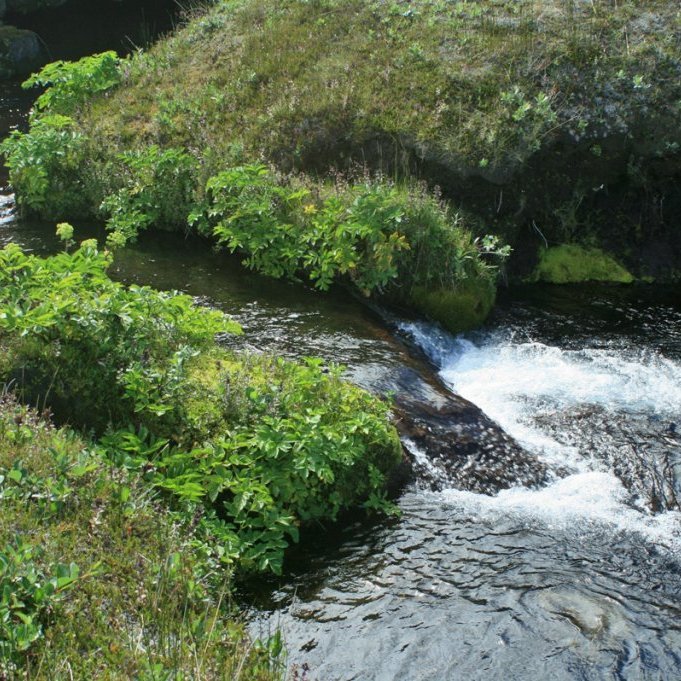 Falleg lind og ætihvönn í krika suðaustur úr Miðdal Kreppulinda