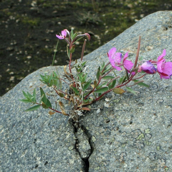 Í Austurdal Kreppulinda. Eyrarrósin nær að skjóta rótum á ólíklegustu stöðum