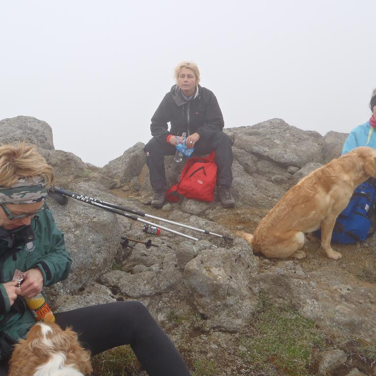 Hundarnir áhugasamir yfir matnum.