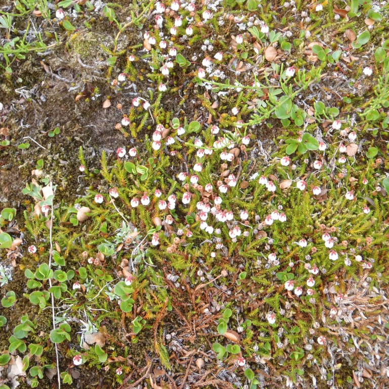 Mikið var um Mosaling,