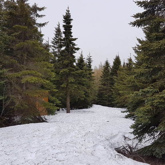 100808048_575980059990858_368876543277006848_n