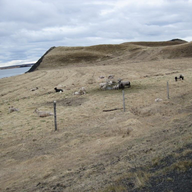 Lambfé komið út við Vindbelg