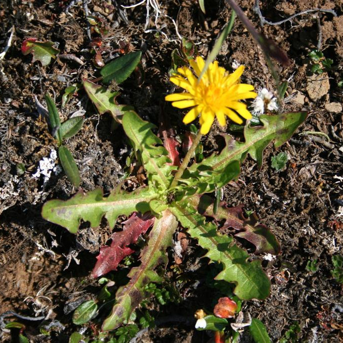 Túnfífill á fjöllum