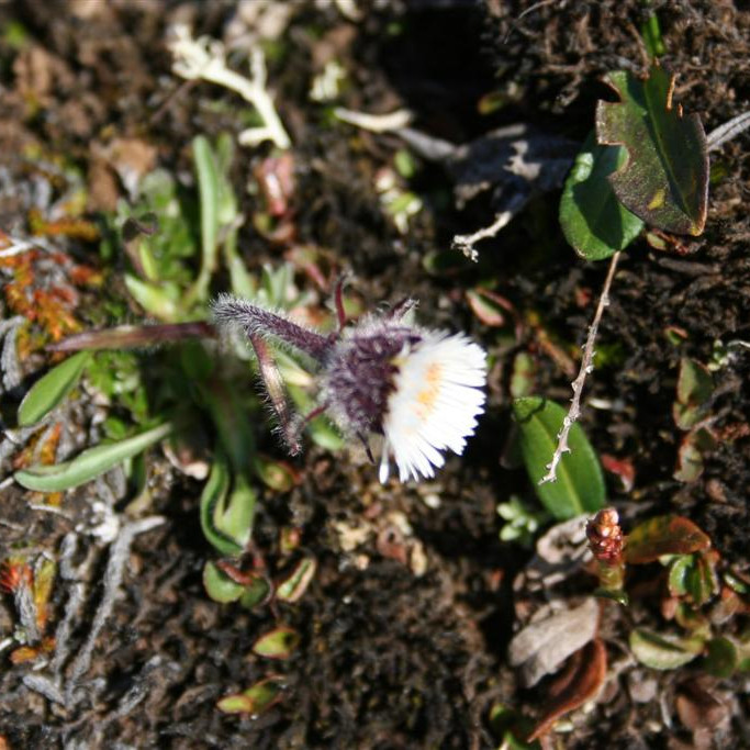 Fjallakobbi í nærmynd