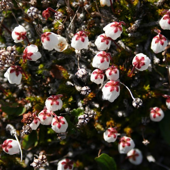 Mosalyng í nærmynd