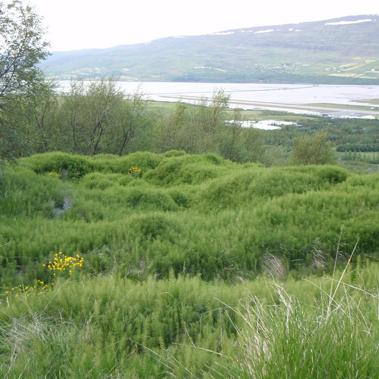 Grónar húsatóttir